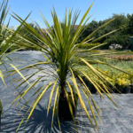 Dresena(Dracaena draco)