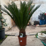 Japon Palmiye(Cycas revoluta )