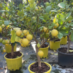 Bodur Limon(Citrus limon)