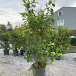 Yağlı Kartopu(Viburnum lucidum)