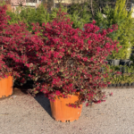 Rüya Çalısı(Loropetalum chinense)