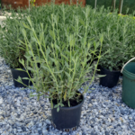 Fransız Lavantası(Lavandula Dentata)