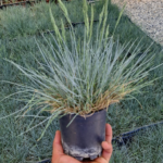 Mavi Çim( Festuca Glauca)