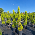 Limoni Servi(Cupressus macrocarpa 'Goldcrest')