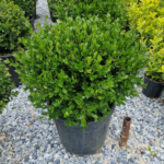 Top Şimşir ( Buxus microphylla 'Faulkner')