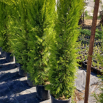 Limoni Servi(Cupressus macrocarpa 'Goldcrest')