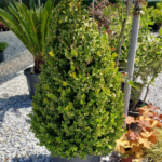 Piramit Şimşir(Buxus sempervirens 'Pyramidalis')