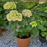 Ortanca( Hydrangea macrophylla)