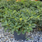Yıldız Çalısı(Pittosporum tobira )