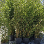 Bambu(Bambusoideae)