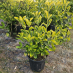 Altuni Taflan(Euonymus japonicus)