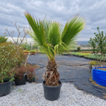 Meksika Yelpazesi(washingtonia robusta)
