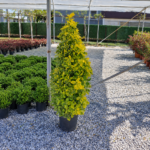 Piramit Altuni Taflan (Euonymus japonicus 'Aurea Pyramidalis')