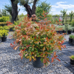 Boylu Alev Çalısı(Photinia fraseri red robin)