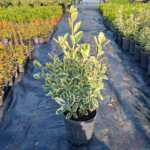 Alacalı Taflan(Euonymus japonicus 'Bravo')