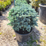 İthal Bodur Mavi Ladin(Picea pungens 'Glauca Globosa')