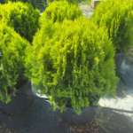 Top Mazı(Thuja orientalis 'Compacta Nana')