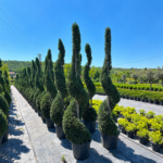 Spiral Leylandi(Cupressocyparis leylandii spiralle)